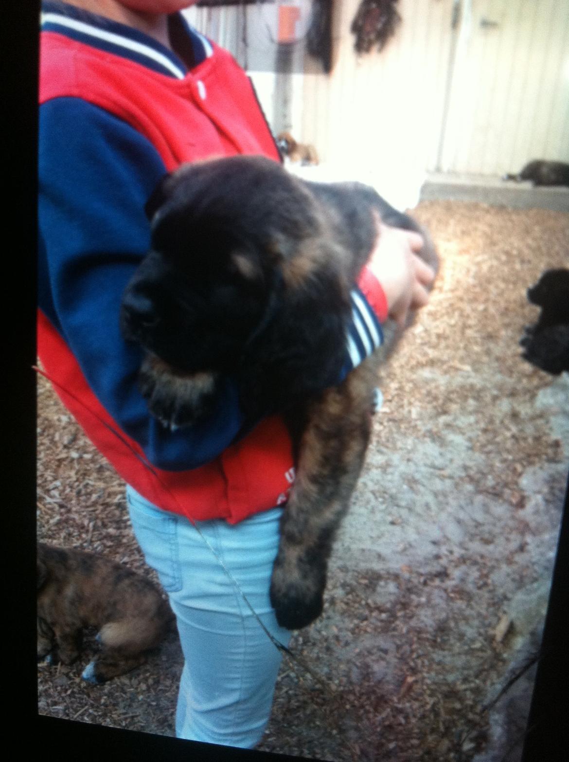 Blanding af racer bent billede 2