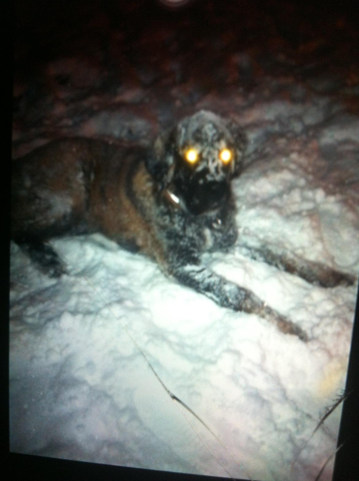 Blanding af racer bent billede 3