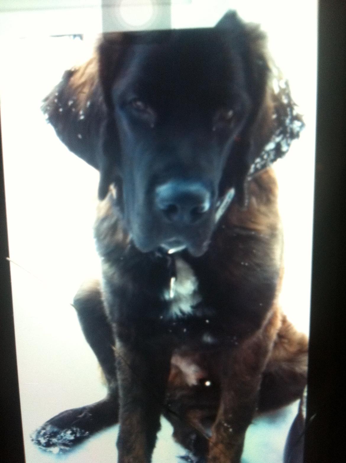 Blanding af racer bent billede 4