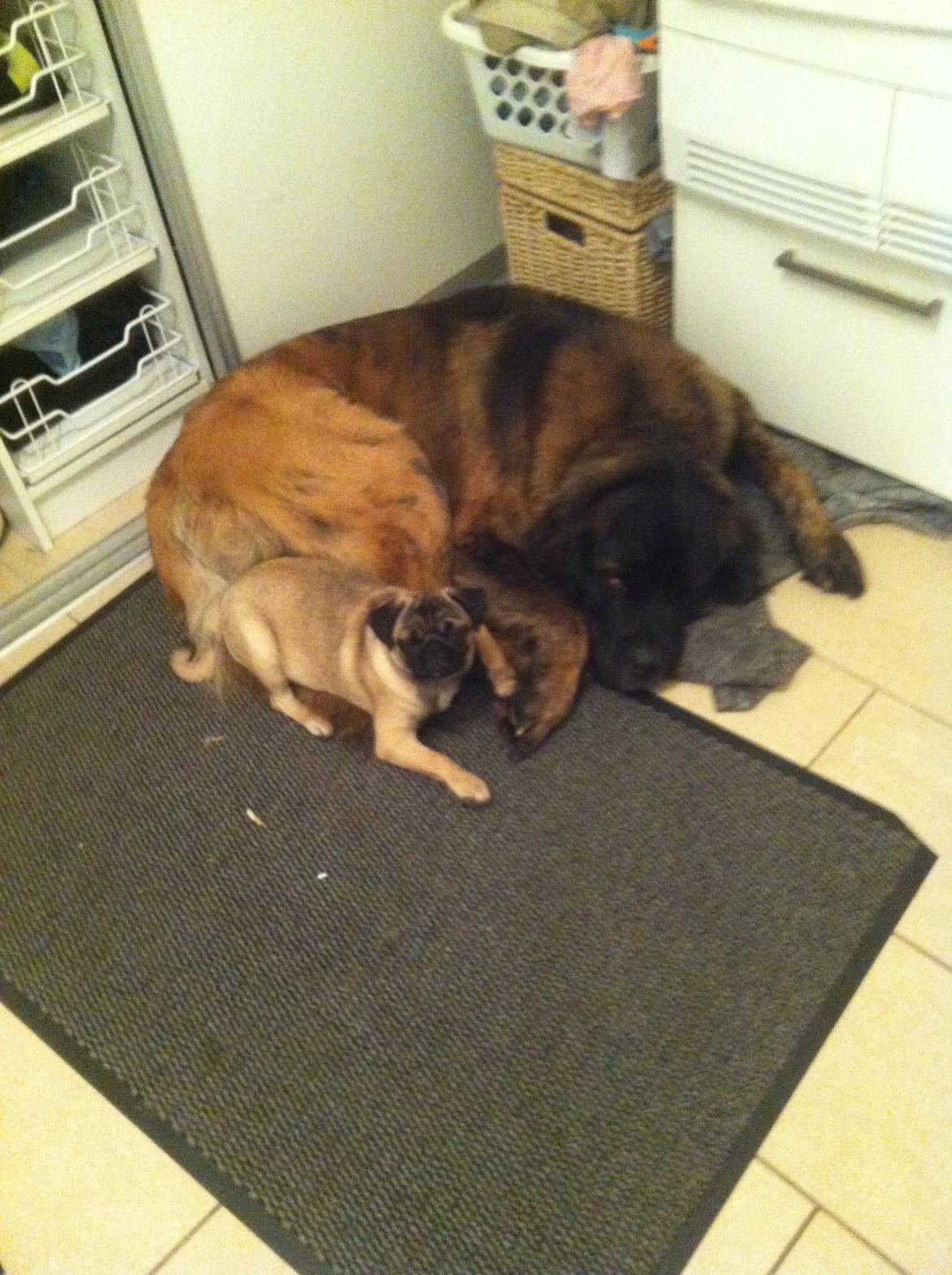 Blanding af racer bent - Bent og hans aller bedste putte ven, Ruth billede 5