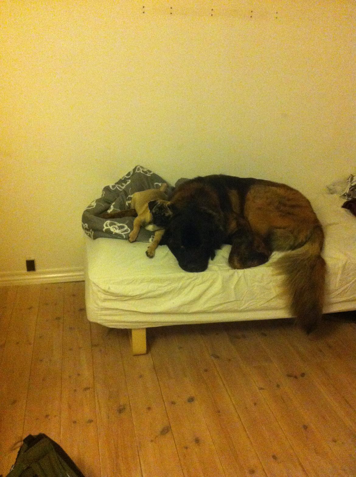 Blanding af racer bent billede 6