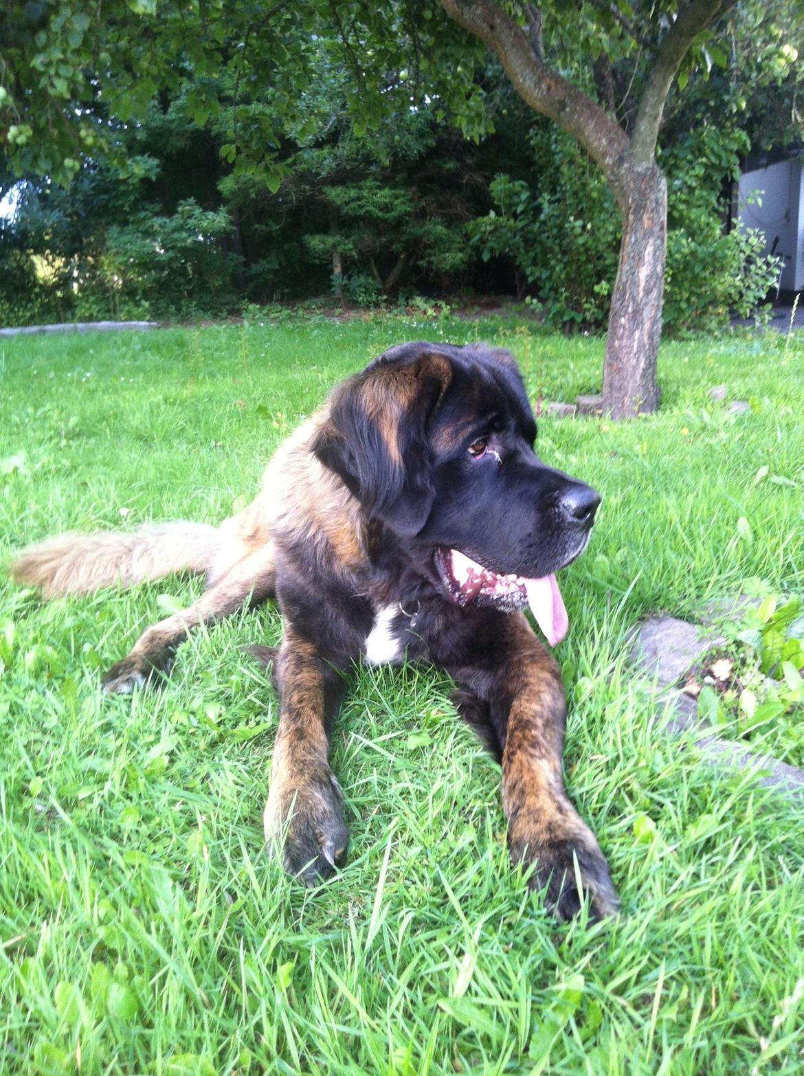 Blanding af racer bent billede 7