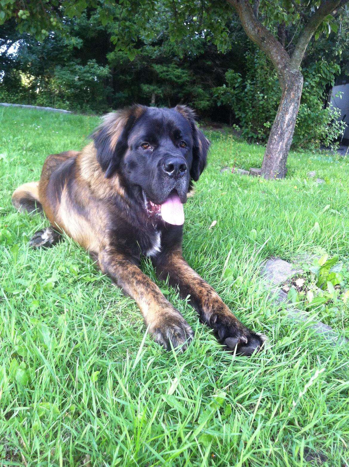 Blanding af racer bent billede 8