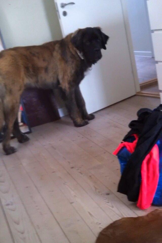 Blanding af racer bent billede 9