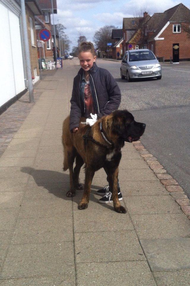 Blanding af racer bent billede 10