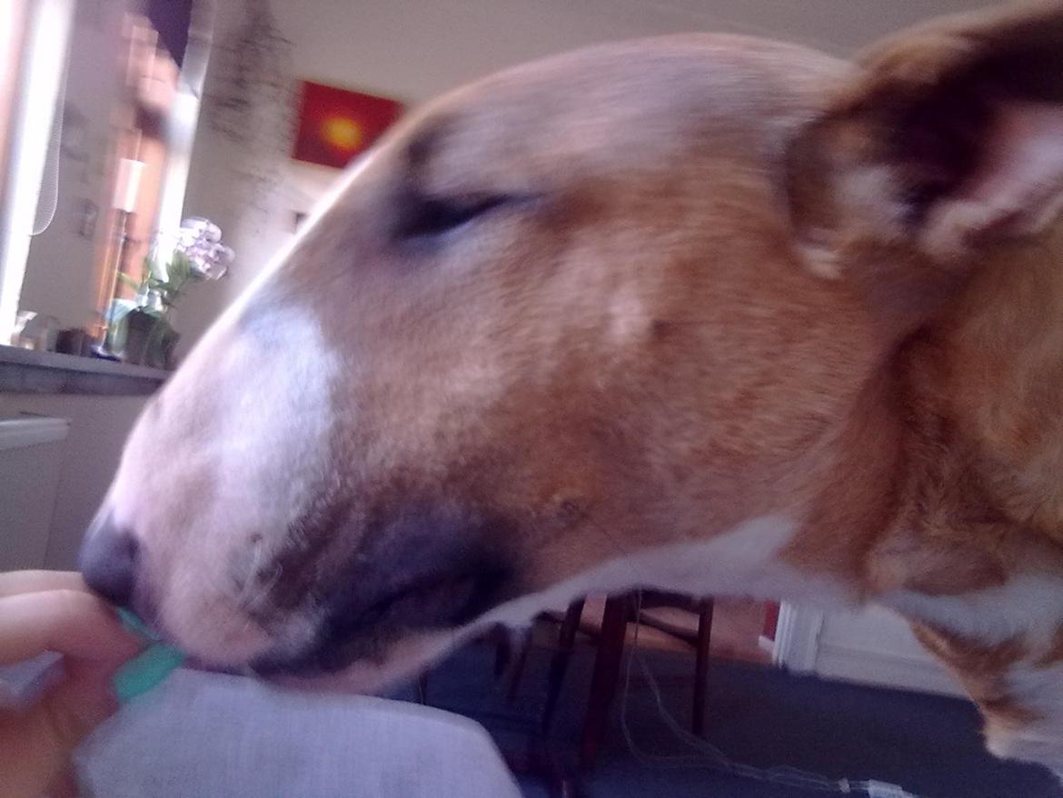 Bullterrier Zula (Steadfast Dangerous Game) billede 11