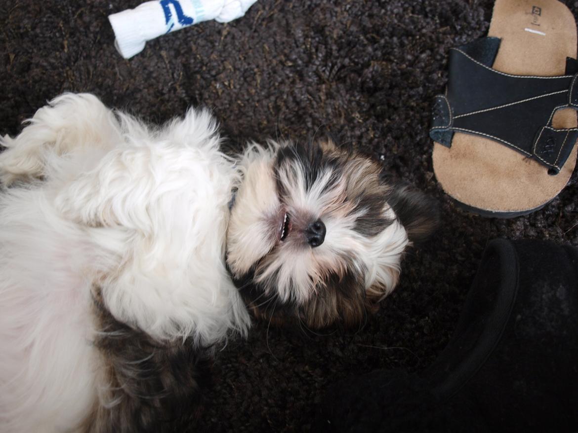 Shih tzu Hugo - 11 uger og en kæmpe bandit! billede 7