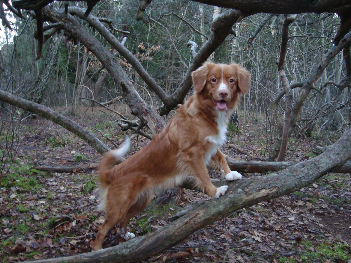 Nova scotia duck tolling retriever Redborn first Contact (Dixie) [Himmelhund] - 2 år billede 11