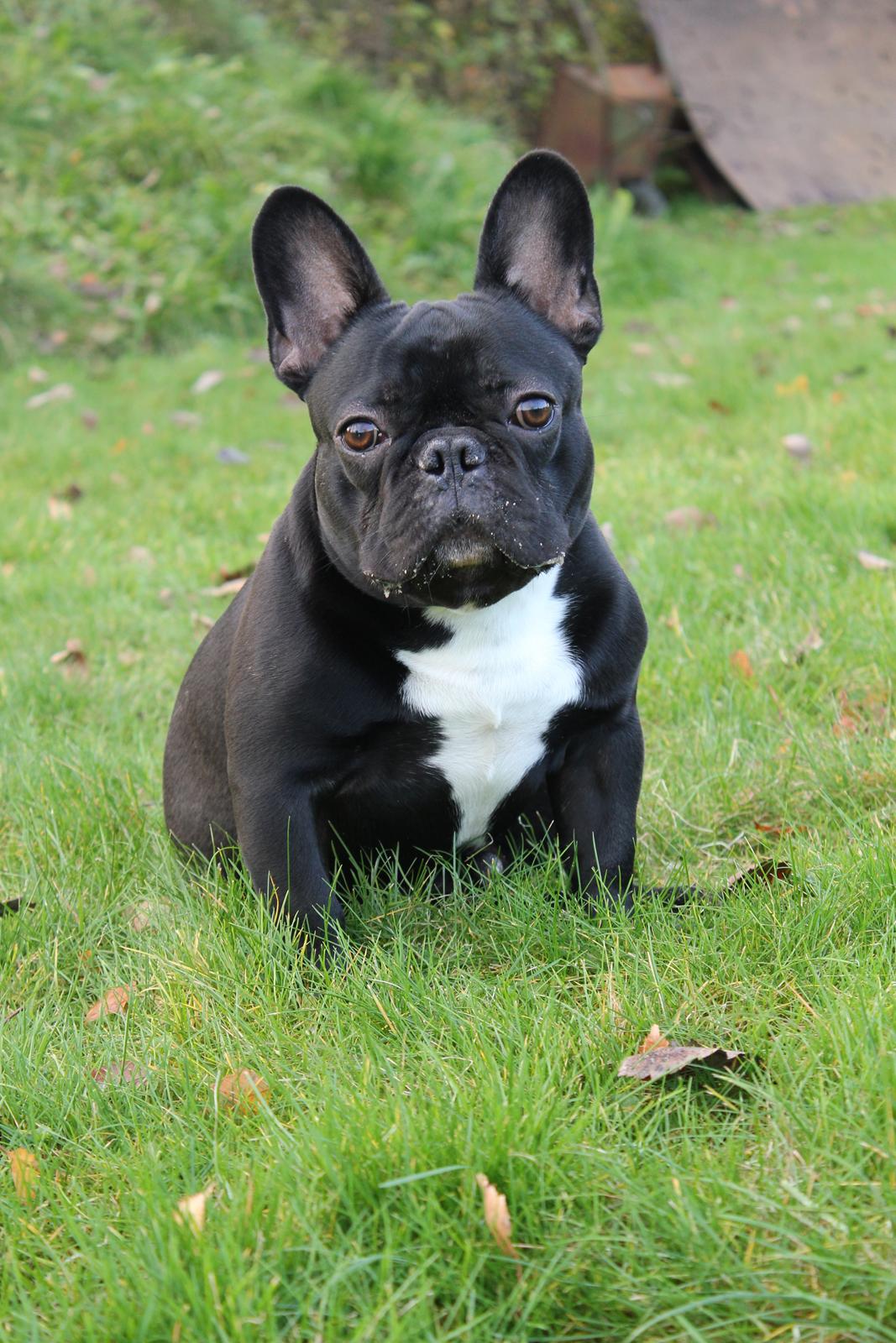 Fransk bulldog Marley - 10 mdr - lækker og fræk billede 7