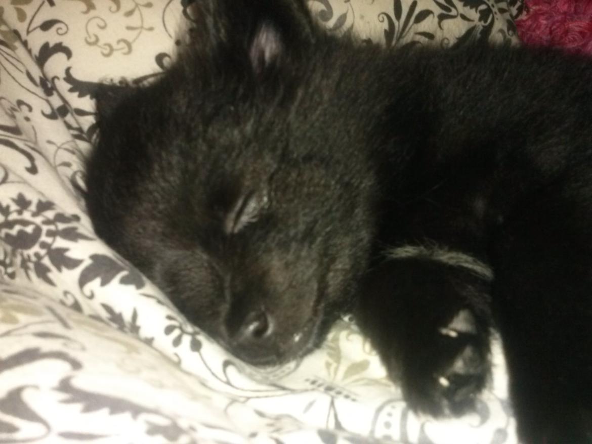 Pomeranian Zoey billede 2