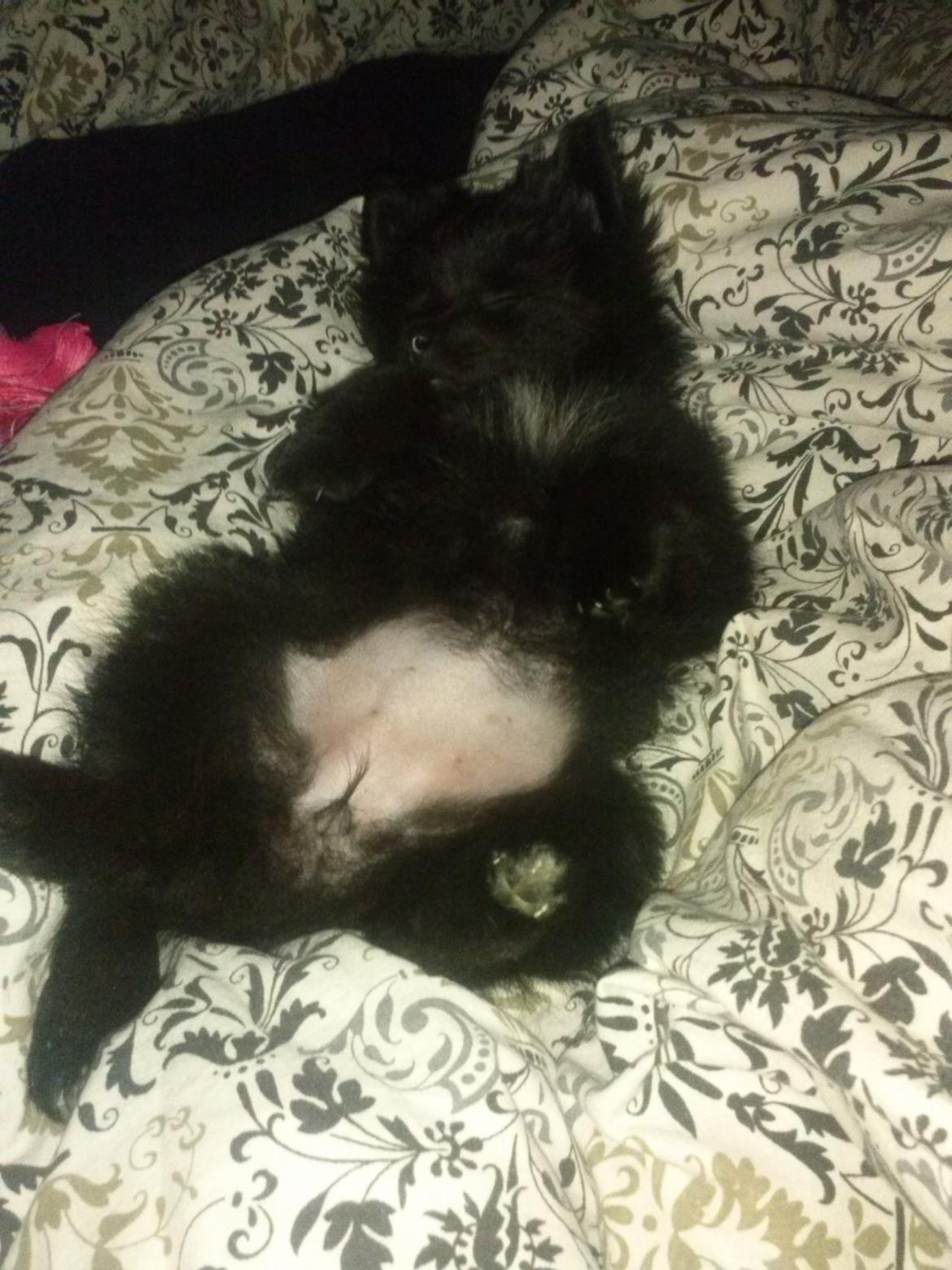 Pomeranian Zoey billede 3