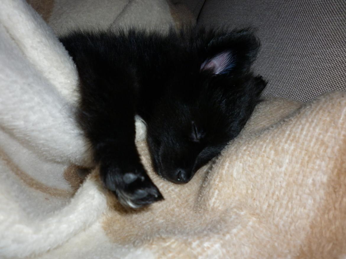 Pomeranian Zoey billede 4