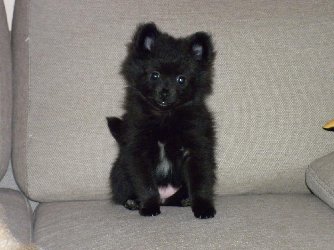 Pomeranian Zoey billede 5