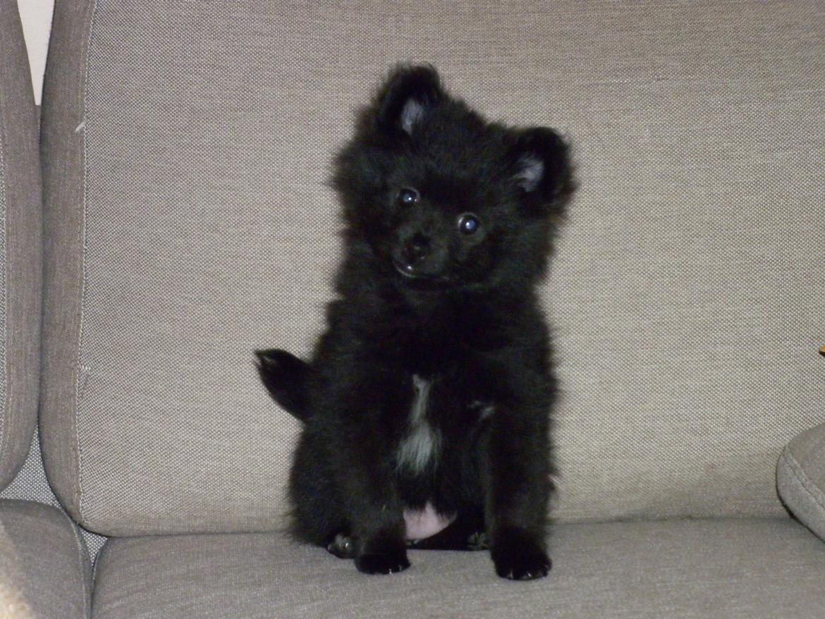 Pomeranian Zoey billede 6