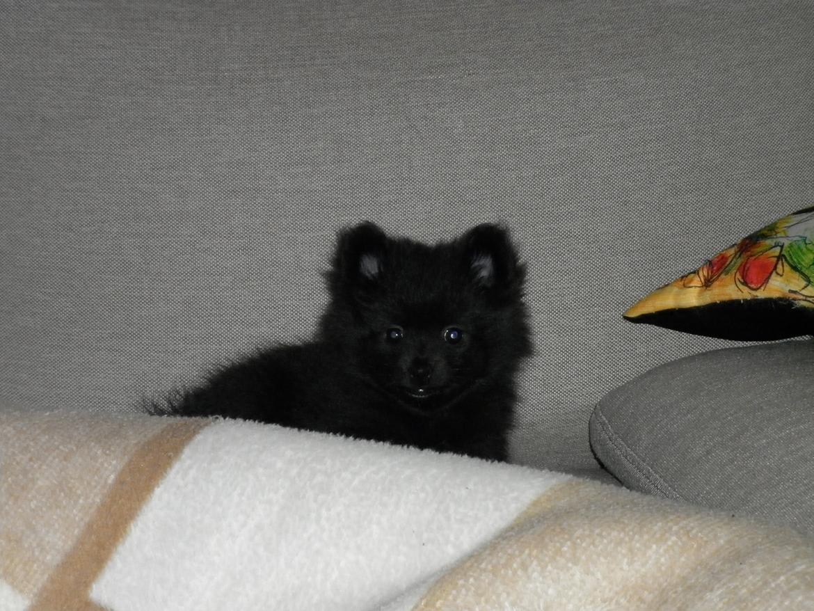 Pomeranian Zoey billede 7