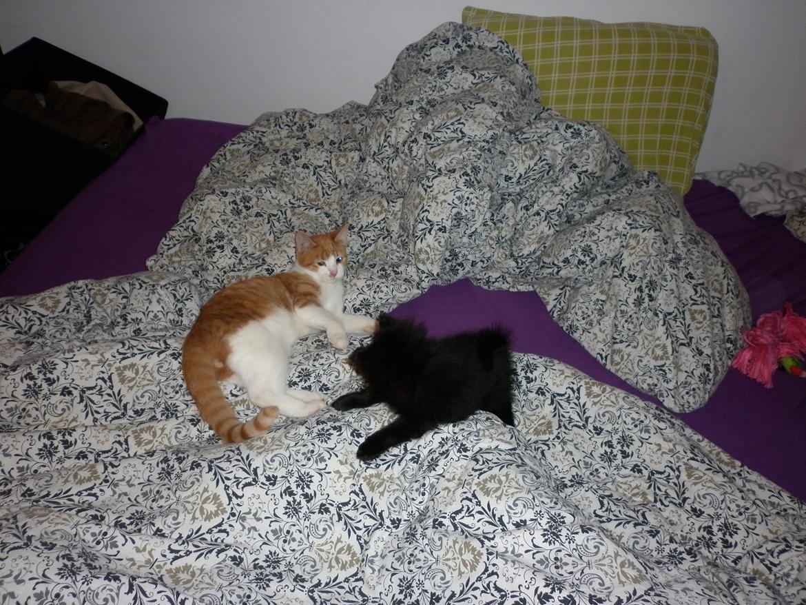 Pomeranian Zoey - Zoey & Okker leger. billede 8