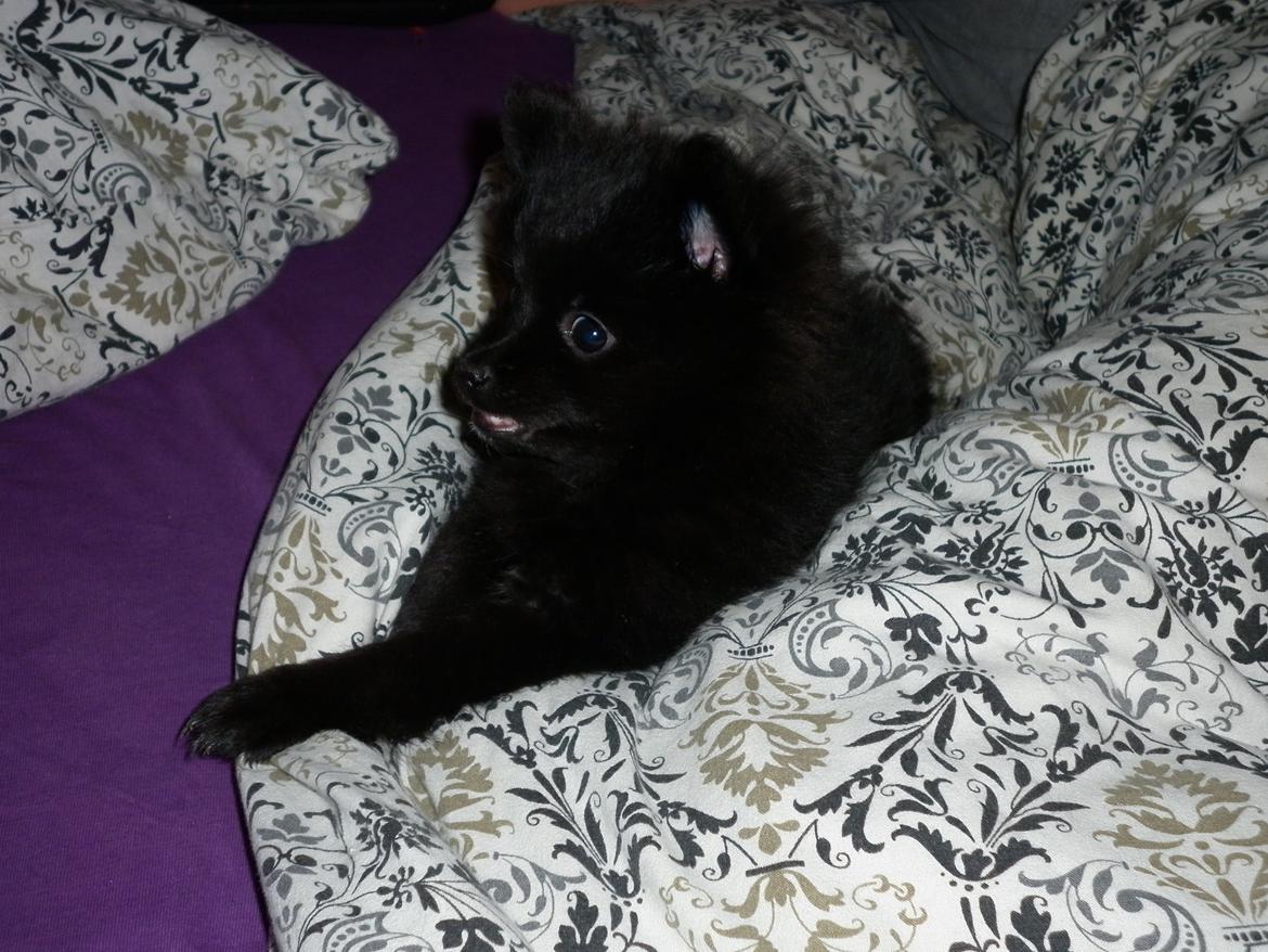 Pomeranian Zoey billede 9