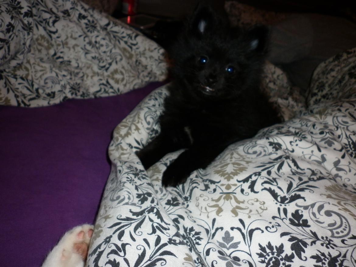 Pomeranian Zoey billede 10