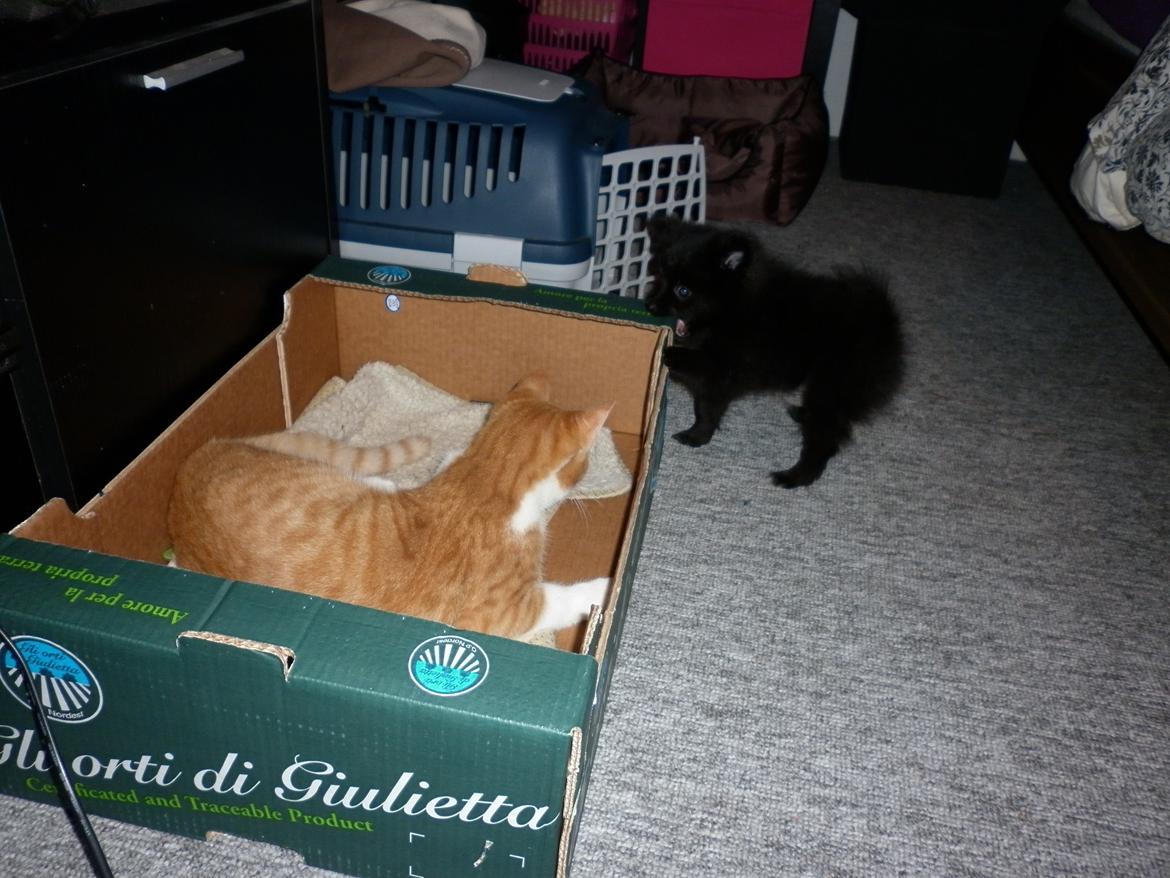 Pomeranian Zoey - Zoey & Okker leger. billede 11