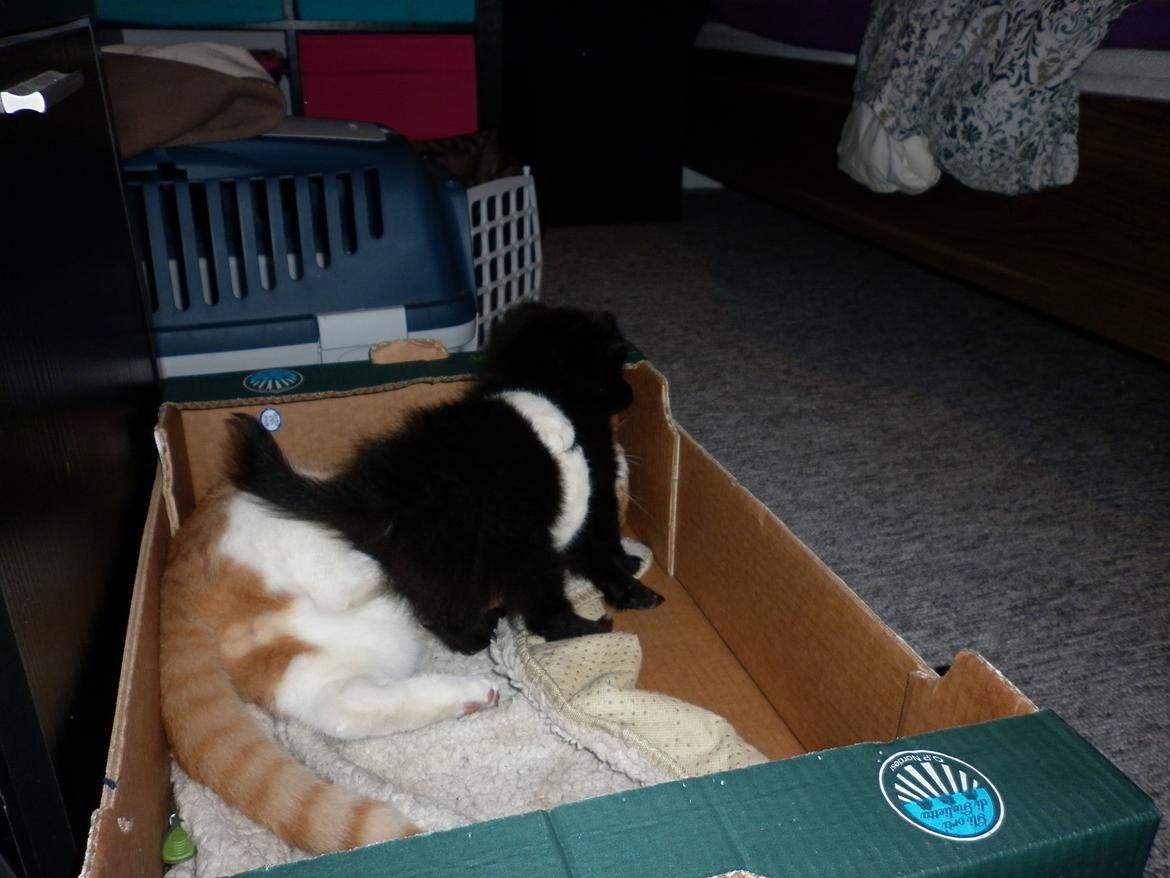 Pomeranian Zoey - Zoey & Okker leger. billede 13