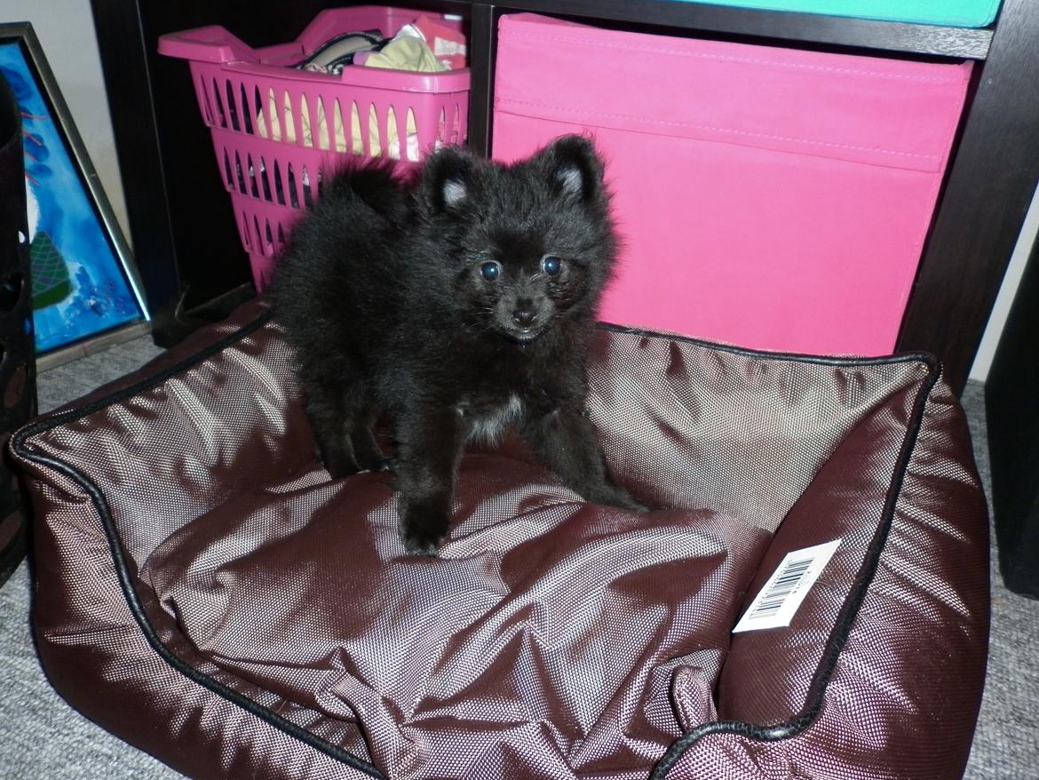 Pomeranian Zoey billede 1