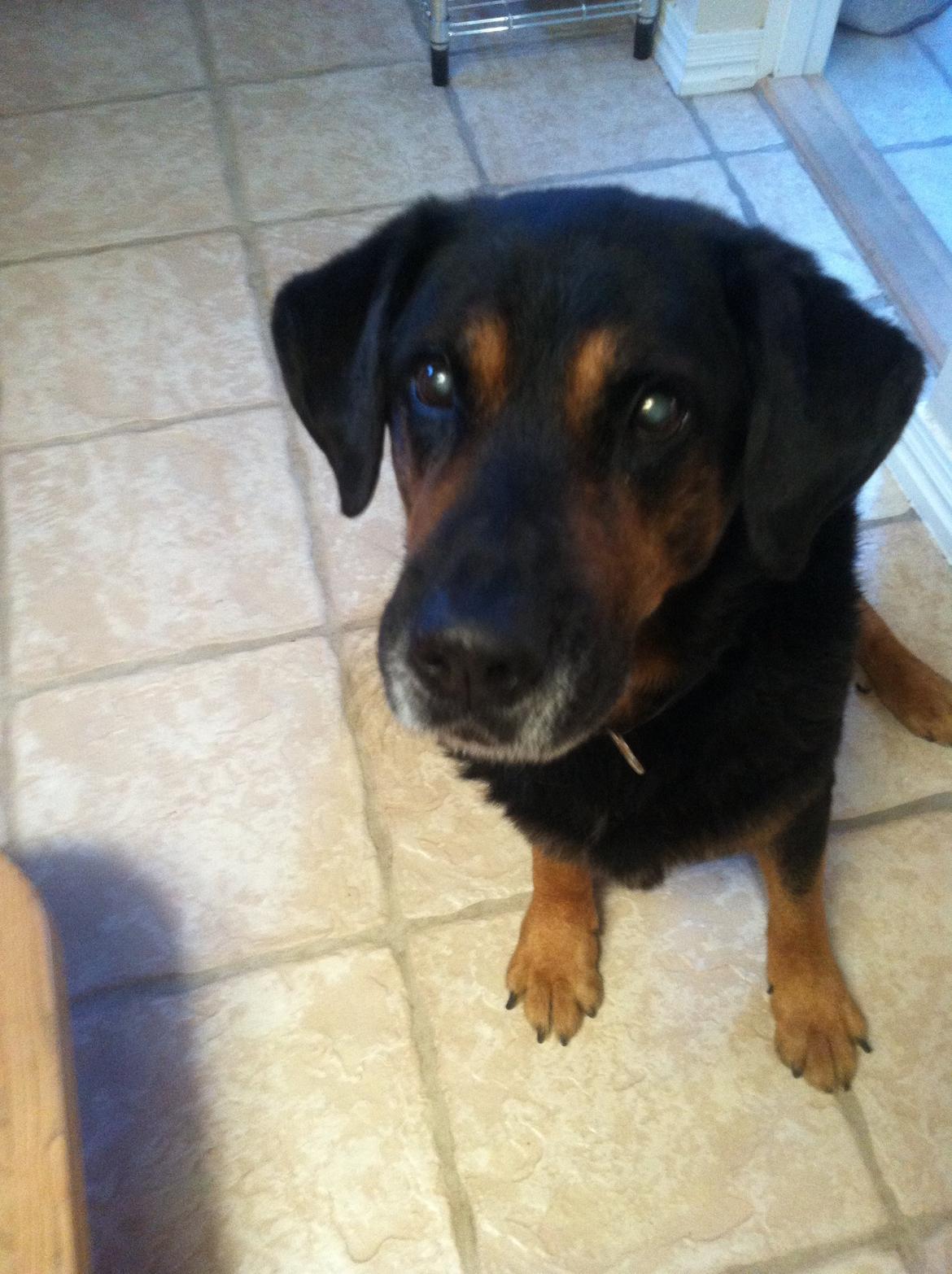 Blanding af racer ib billede 8