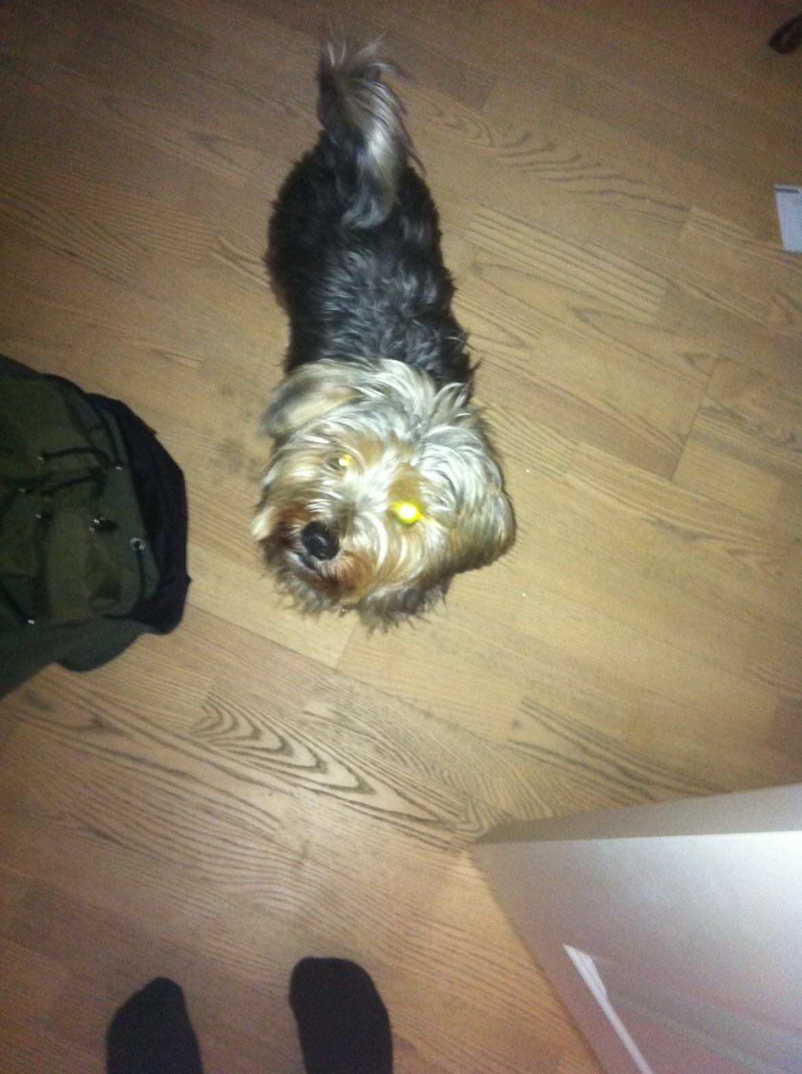 Blanding af racer Chico billede 2