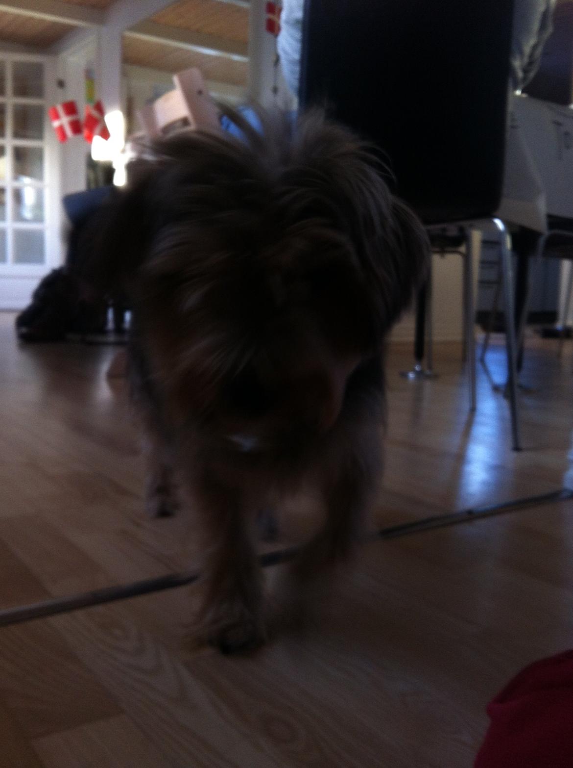 Blanding af racer Chico billede 3