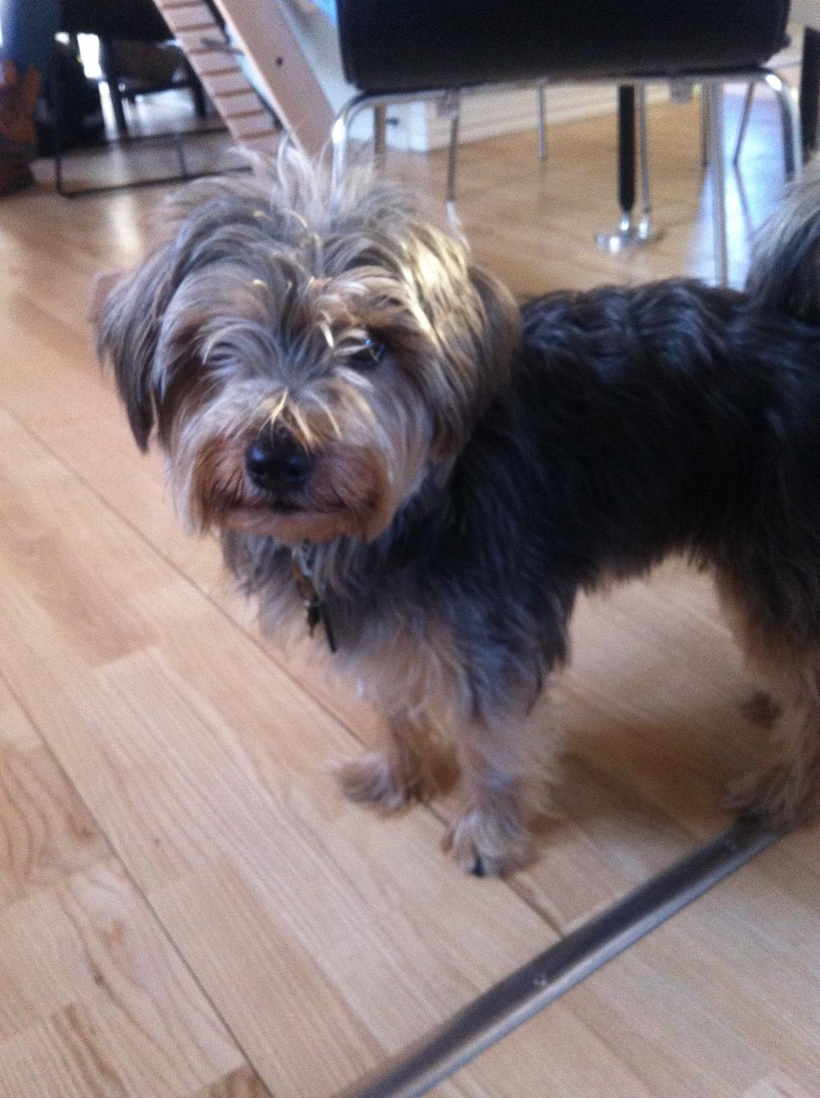 Blanding af racer Chico billede 4