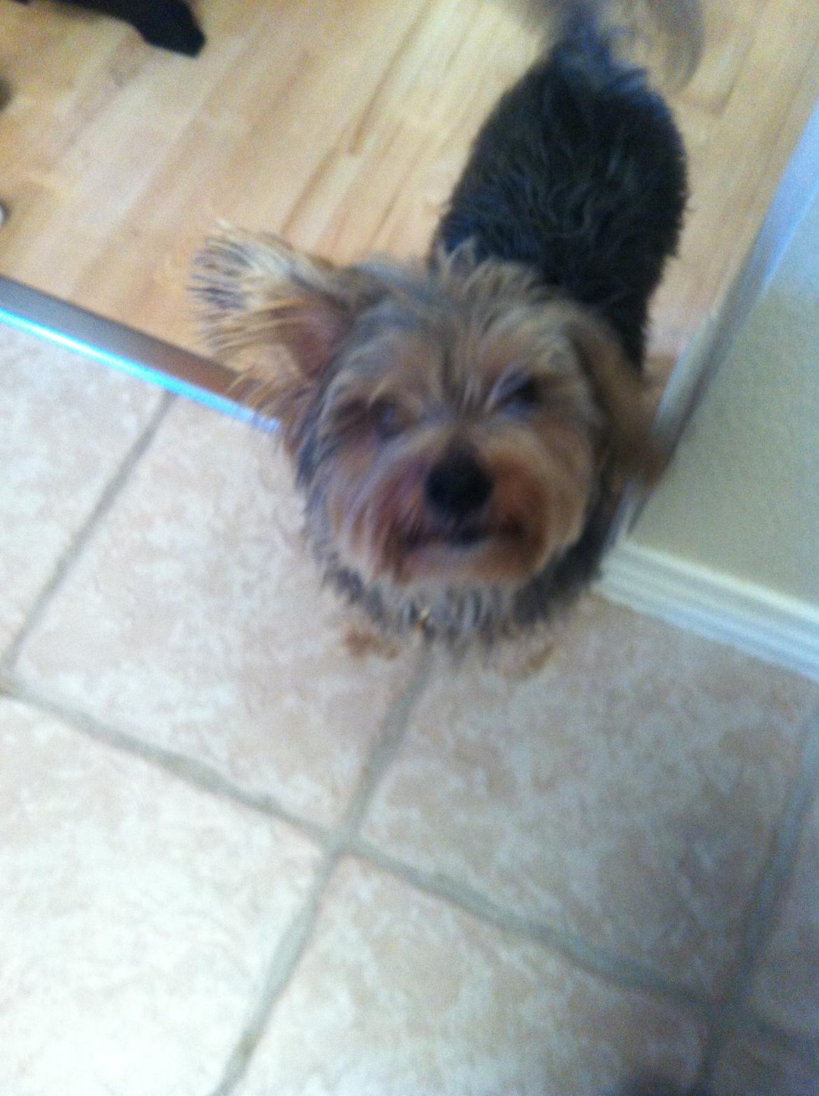 Blanding af racer Chico billede 5