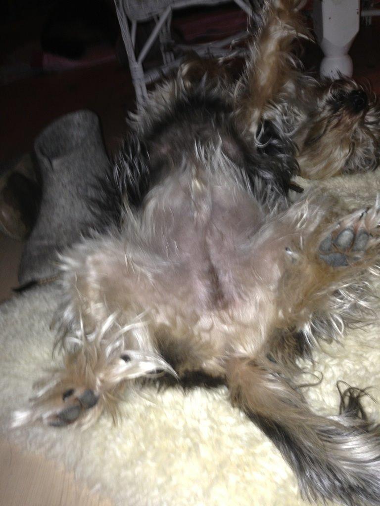 Blanding af racer Chico billede 6