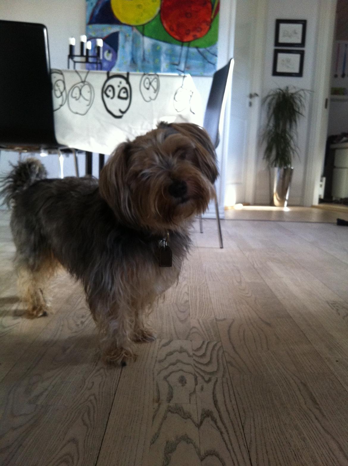 Blanding af racer Chico billede 1