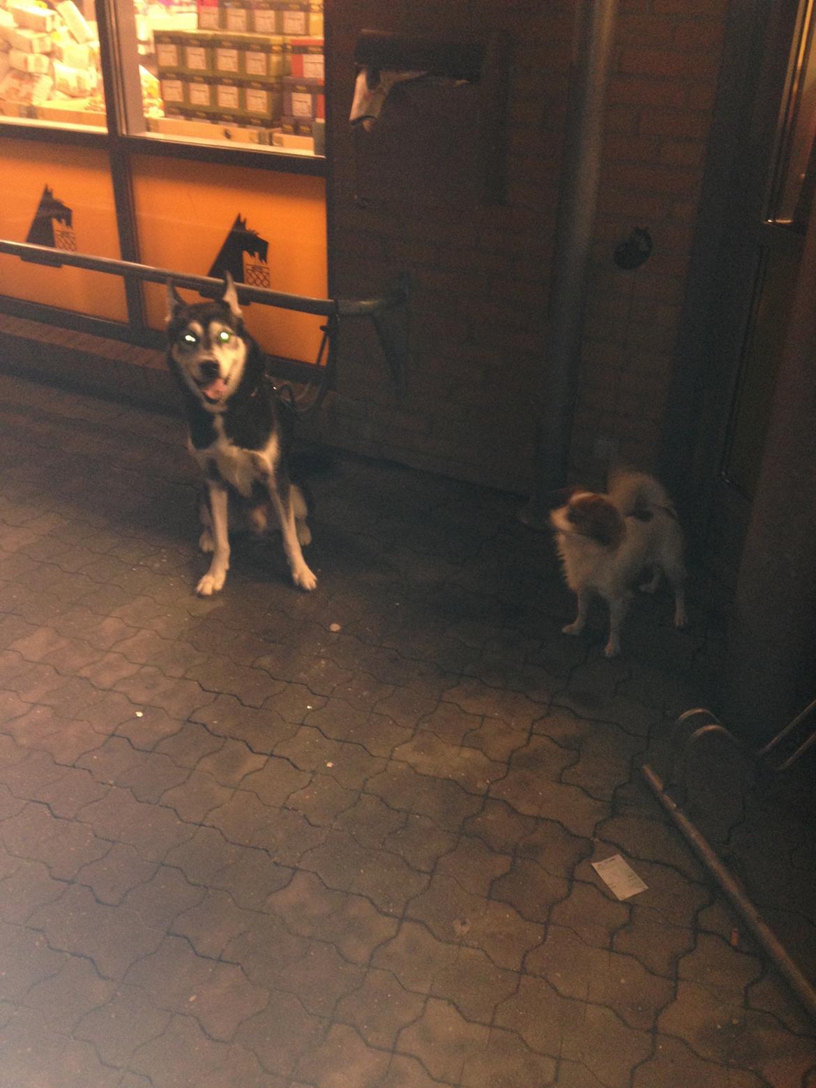 Phalene Diva billede 31