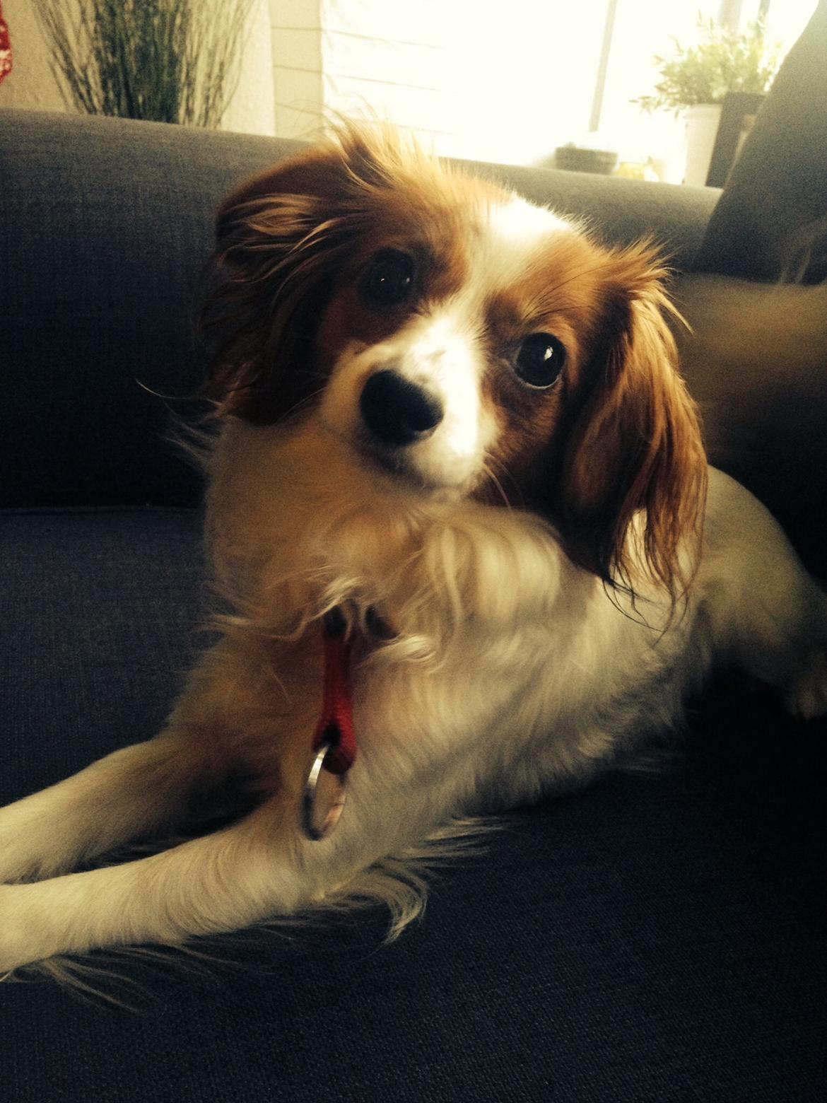 Phalene Diva billede 41