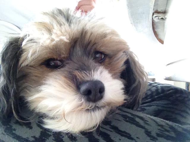 Blanding af racer Frida billede 1