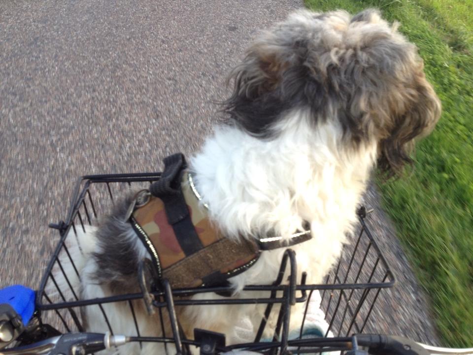 Blanding af racer Frida billede 2