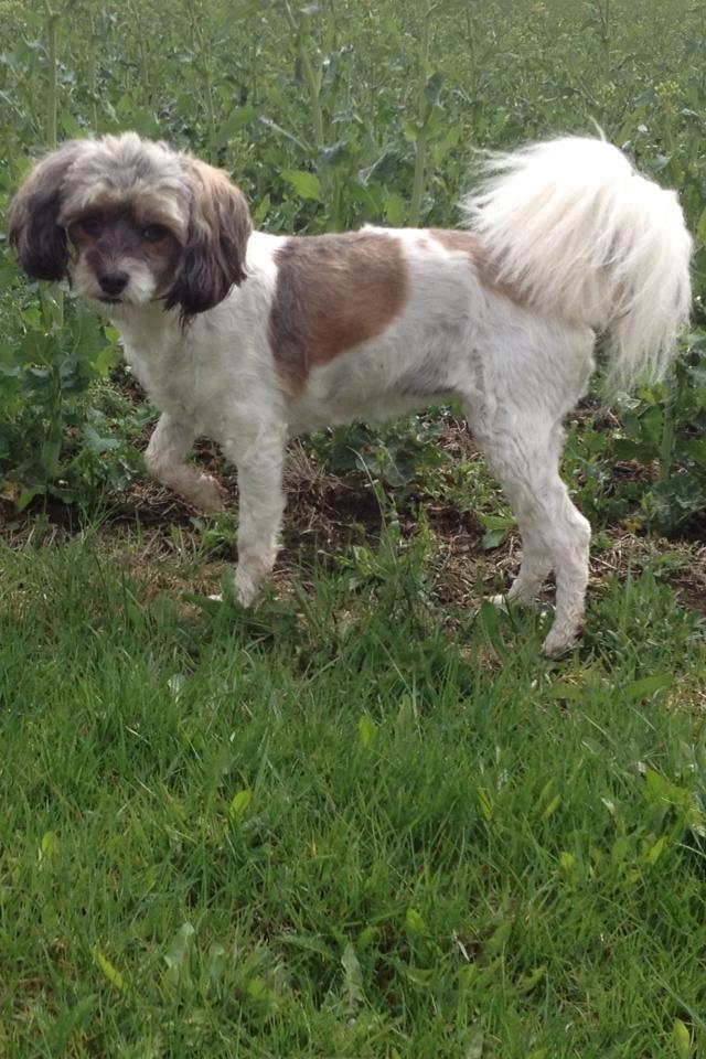 Blanding af racer Frida billede 3