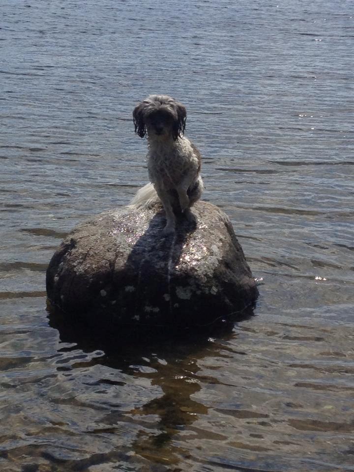 Blanding af racer Frida billede 4