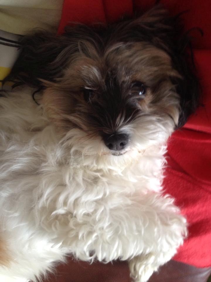 Blanding af racer Frida billede 5