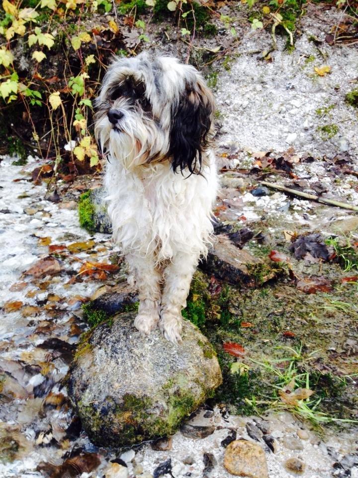 Blanding af racer Frida billede 6