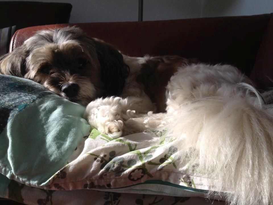 Blanding af racer Frida billede 7