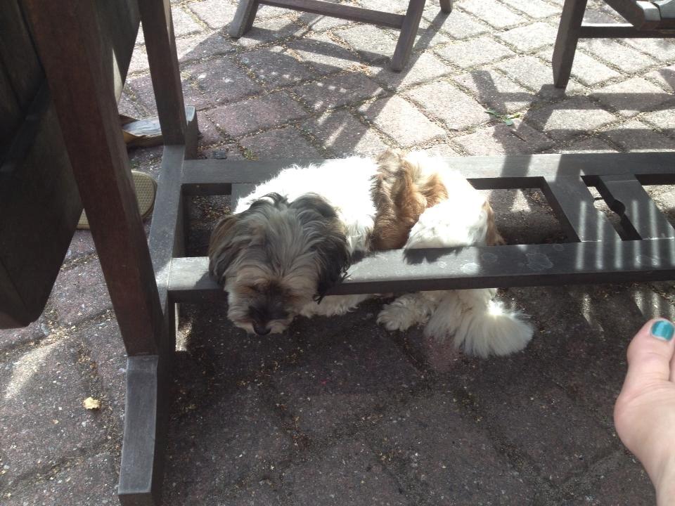 Blanding af racer Frida billede 8