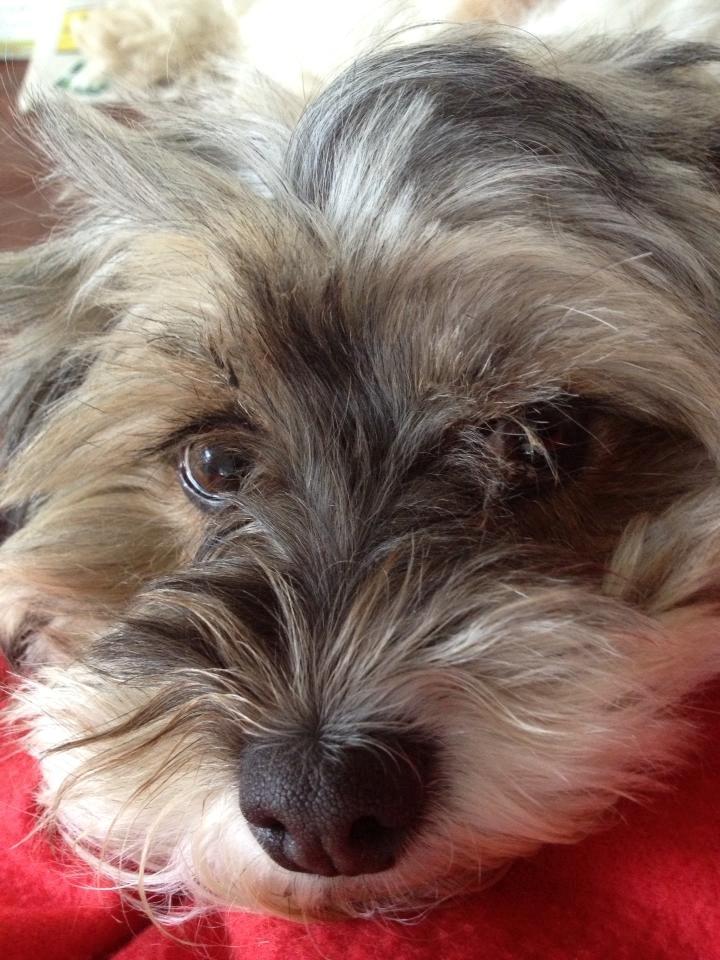 Blanding af racer Frida billede 9