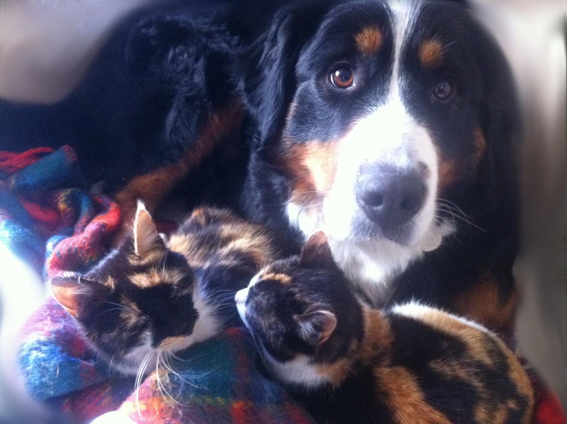 Berner sennenhund Maddie - med misserne Maja og Mia billede 1