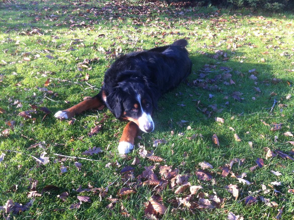 Berner sennenhund Maddie billede 2