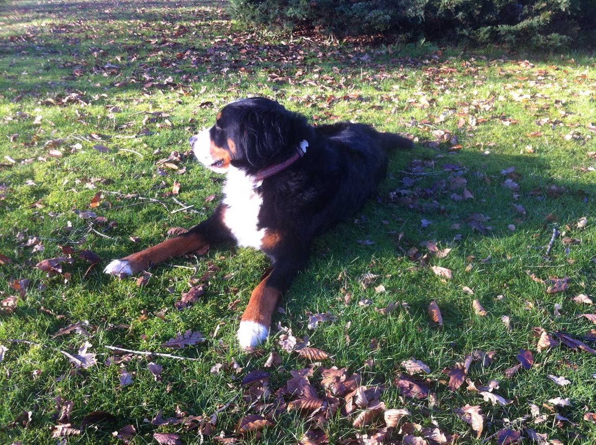 Berner sennenhund Maddie billede 3