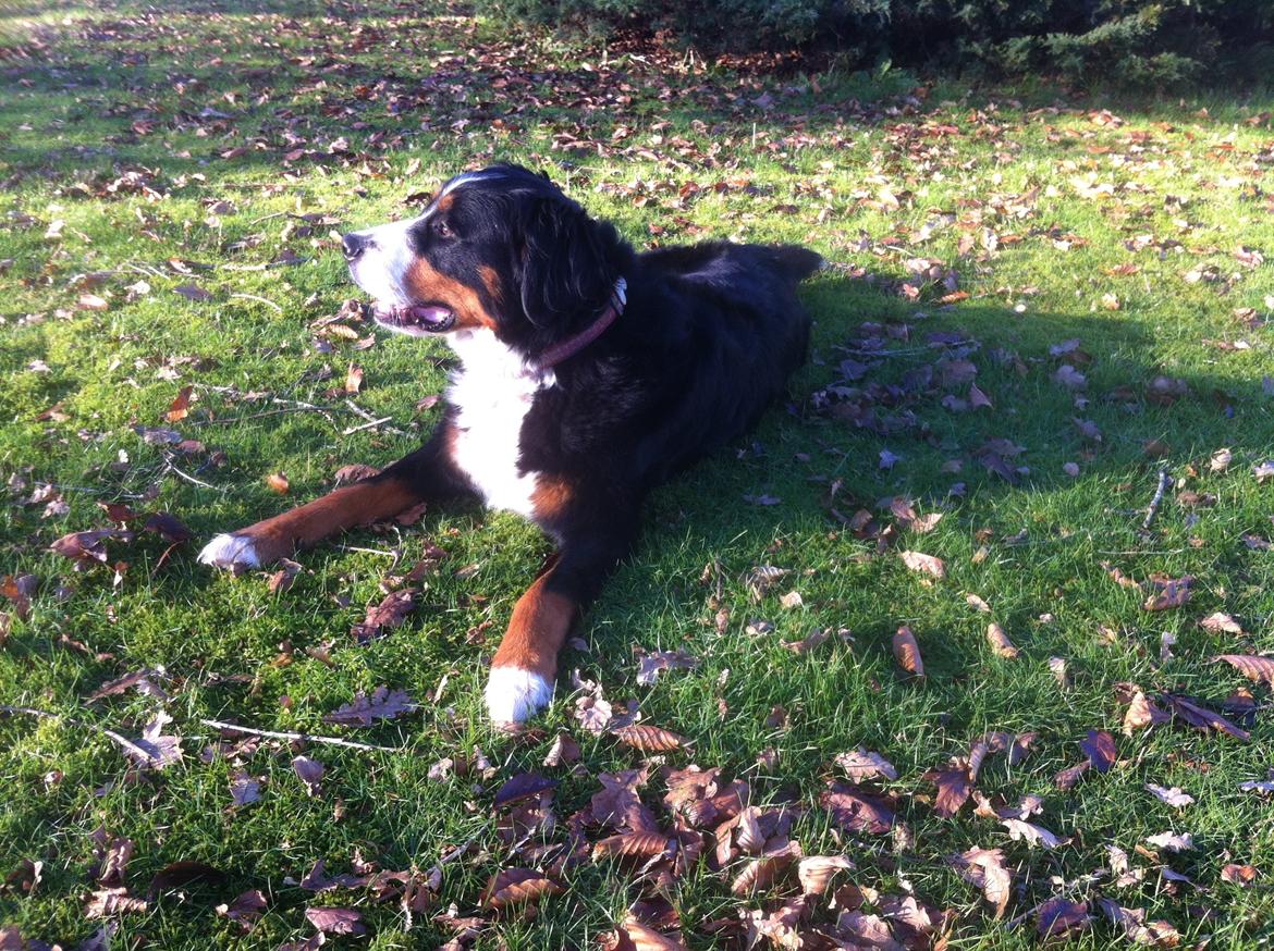 Berner sennenhund Maddie billede 4
