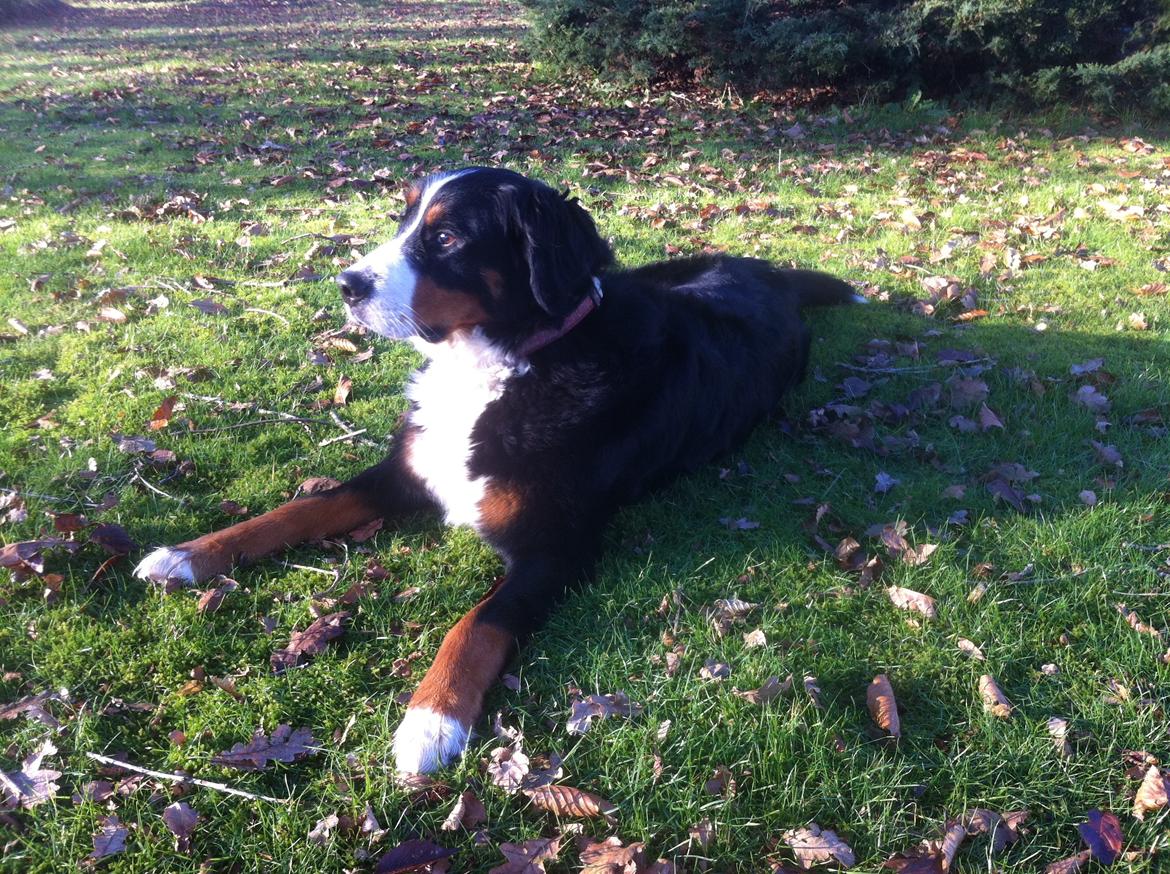 Berner sennenhund Maddie billede 5