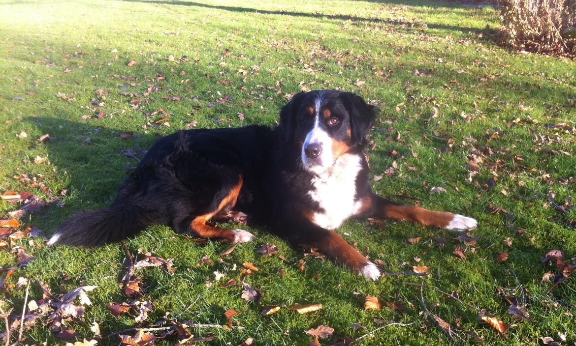 Berner sennenhund Maddie billede 6