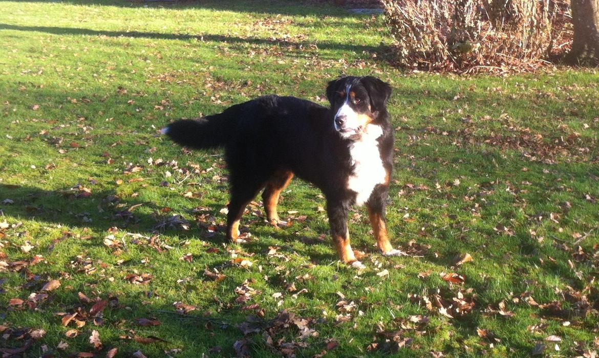 Berner sennenhund Maddie billede 7